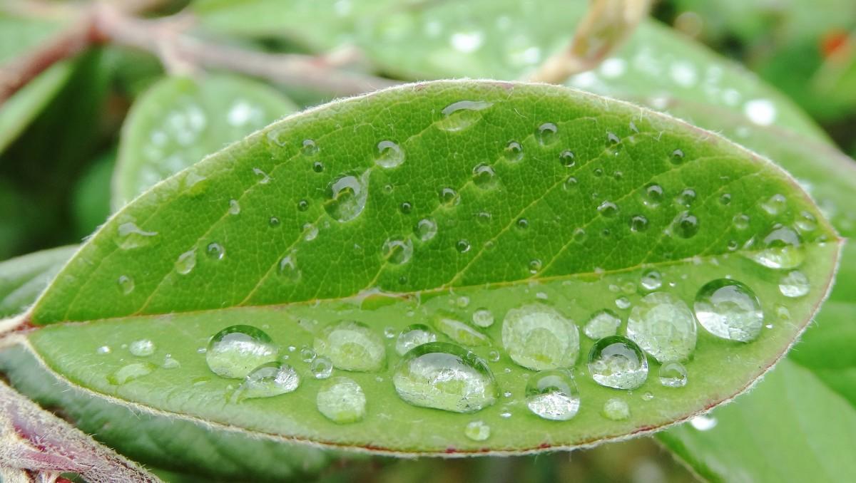 Bionic Leaf 2.0: Ubah Sinar Matahari Jadi Cairan Bahan Bakar