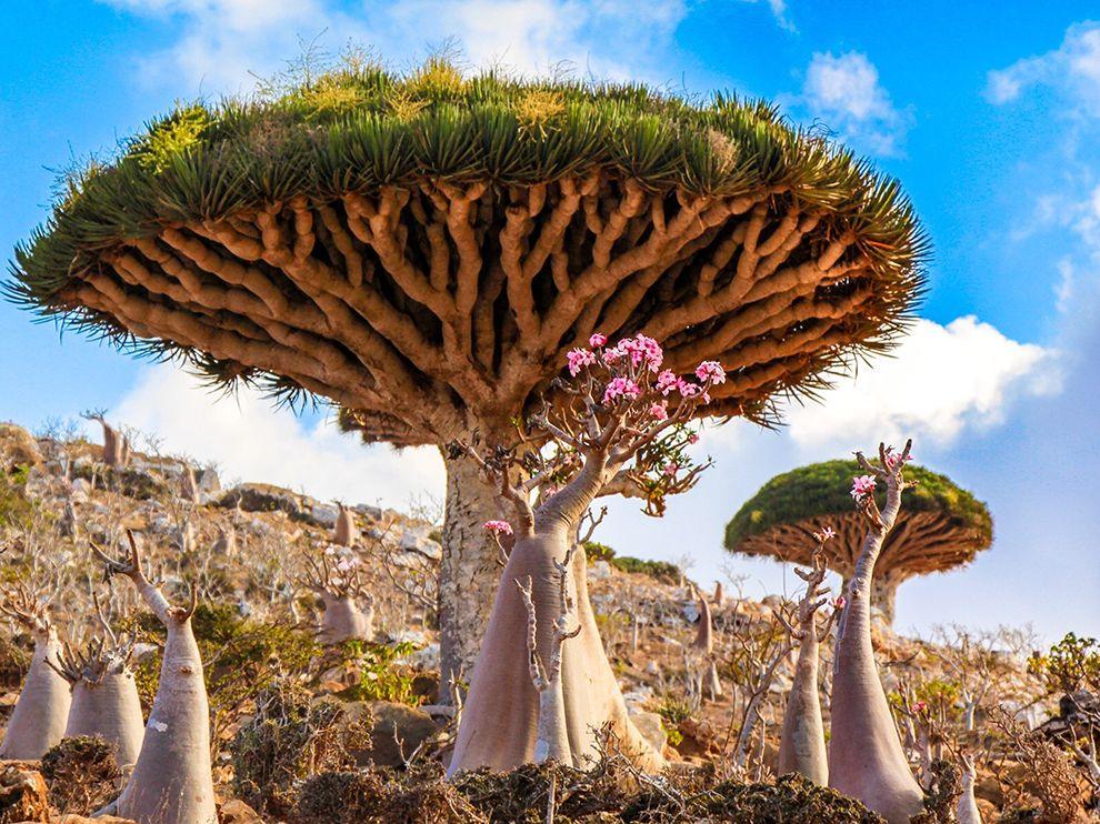 Terisolasi Sejak 7 Juta Tahun Lalu, Pulau Socotra Dihuni Flora-Fauna Alien