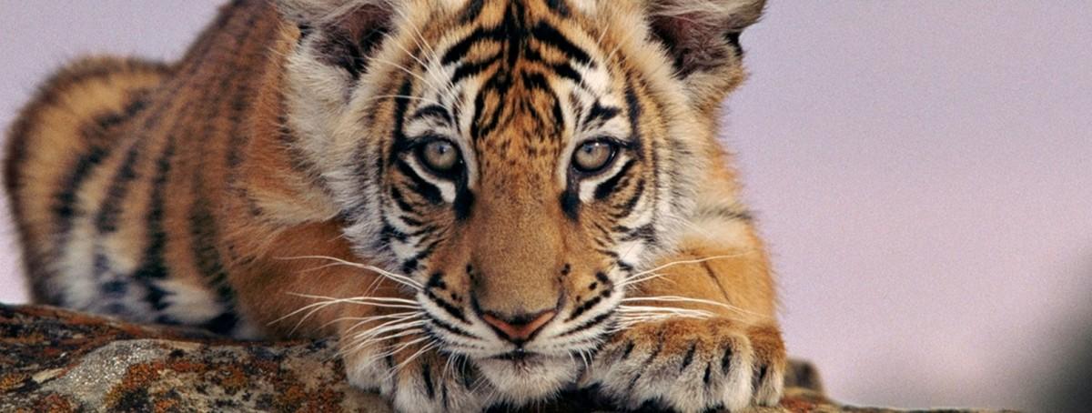 Global Tiger Day, Saatnya Berduka Untuk Harimau