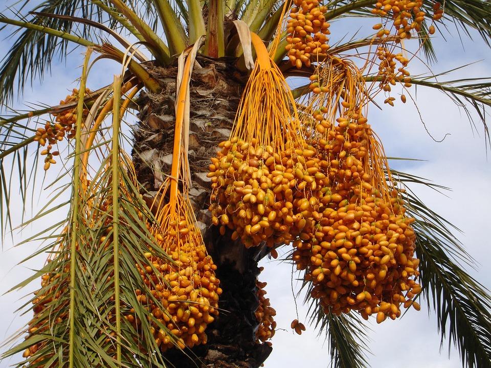 5 Manfaat Buah Kurma, Makanan Favorit yang Sering Dikonsumsi Saat Puasa