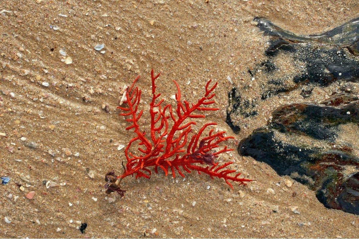Lagi Viral! Sea Moss, Si Rumput Laut Ajaib yang Kaya Nutrisi