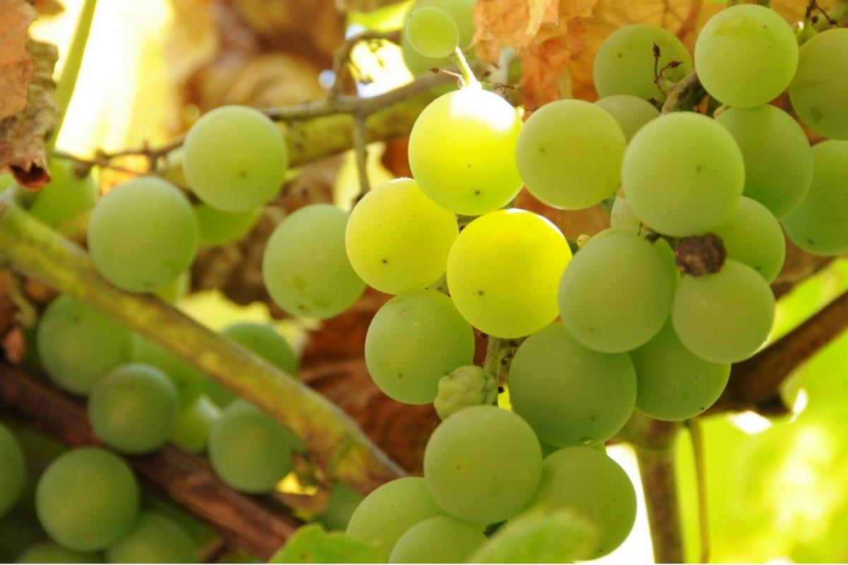 Rahasia di Balik Tren Makan 12 Anggur di Bawah Meja: Dari Spanyol Sampai Viral di Indonesia