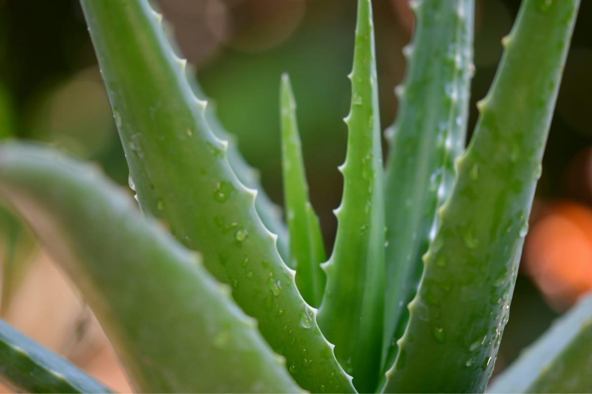 Cara Alami Merawat Rambut dengan Lidah Buaya, Sudah Pernah Coba?