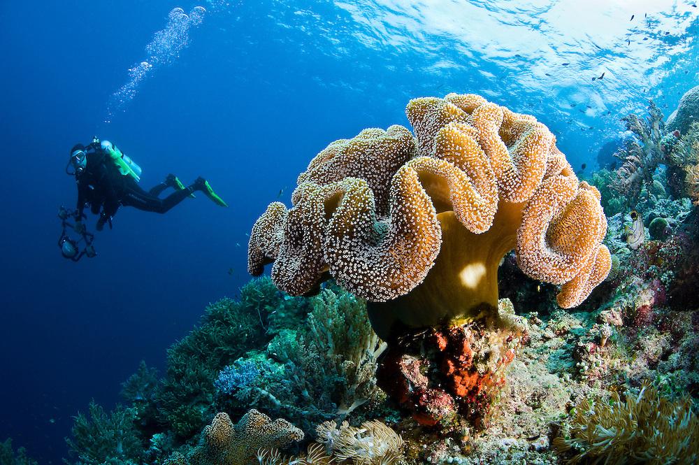 Terumbu Karang Dirusak Kapal Pesiar, Ini Kerugian yang Dialami Raja Ampat