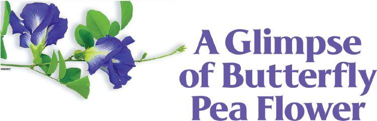 A Glimpse of Butterfly Pea Flower