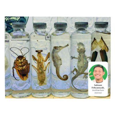 Koleksi Serangga Awetan di Rumah